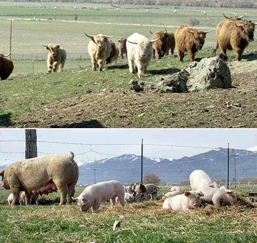 Scottish Highland Cows and heritage breed pigs at the Starwalker farms.