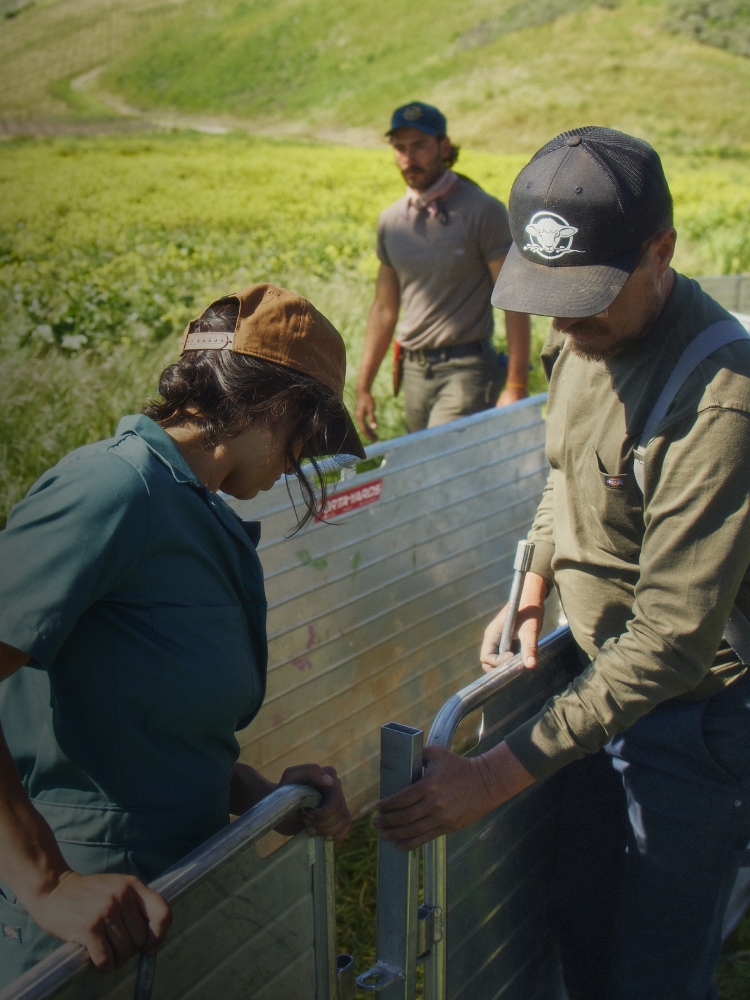 Men and Women working on a farm field.