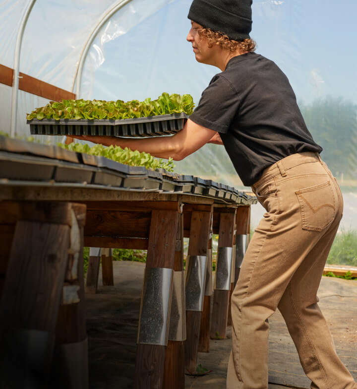 a worker putting down a stack of plants on a table
