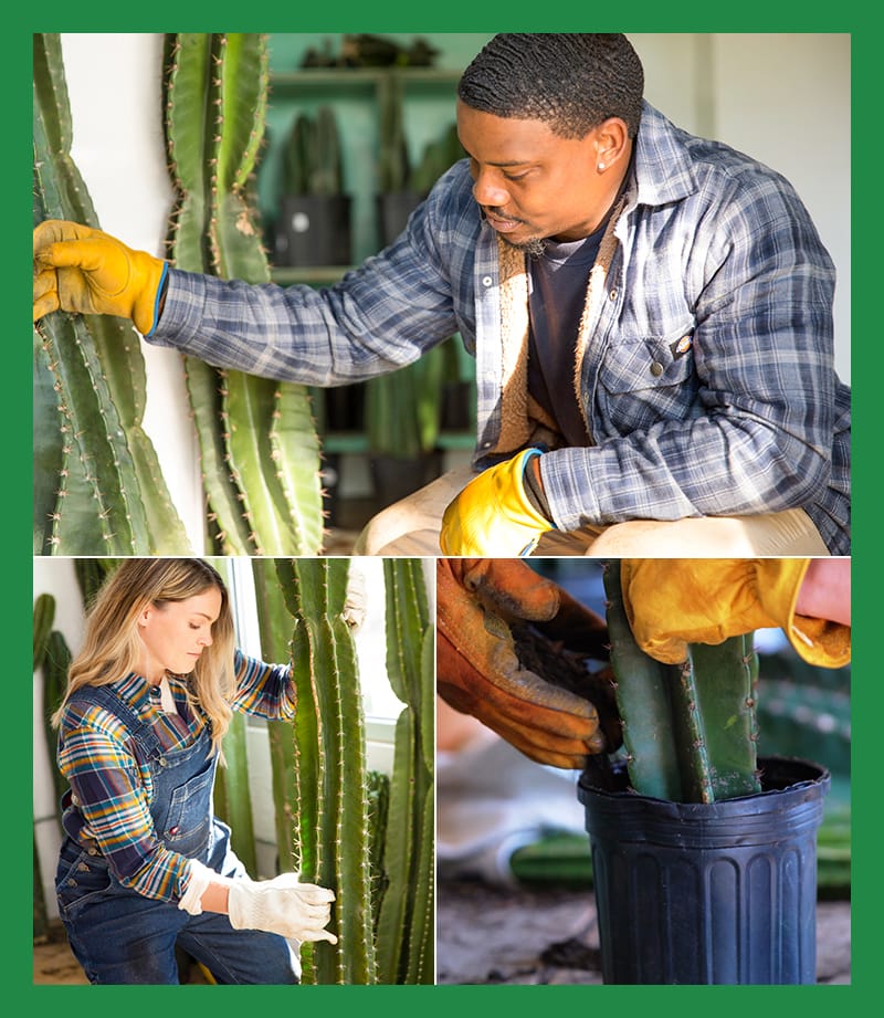 Ils vendent aussi des semis et des cactus spéciaux.